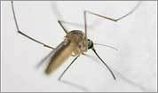 In mosquito, a small tale of climate change
