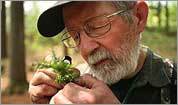 As N.E. warms, tiny pests take root As N.E. warms, tiny pests take root
